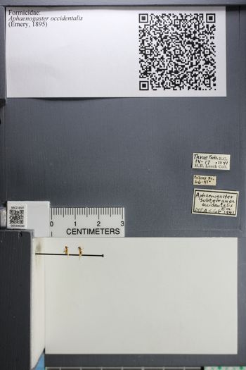 Media type: image;   Entomology 544630